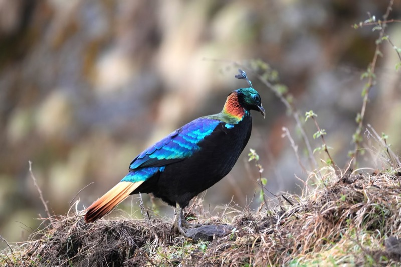 Himalayan Monal