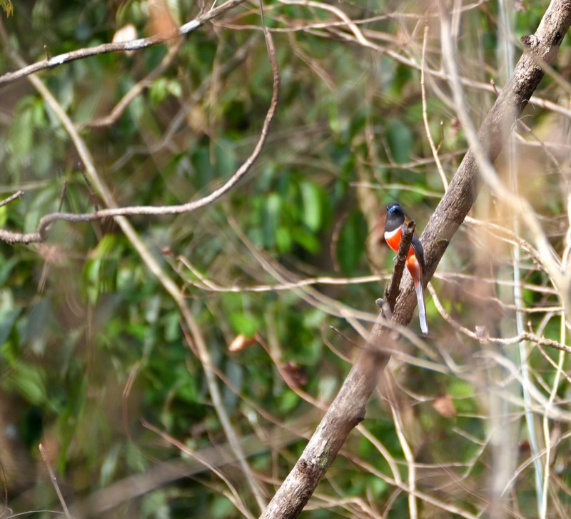 Malabar Trogon