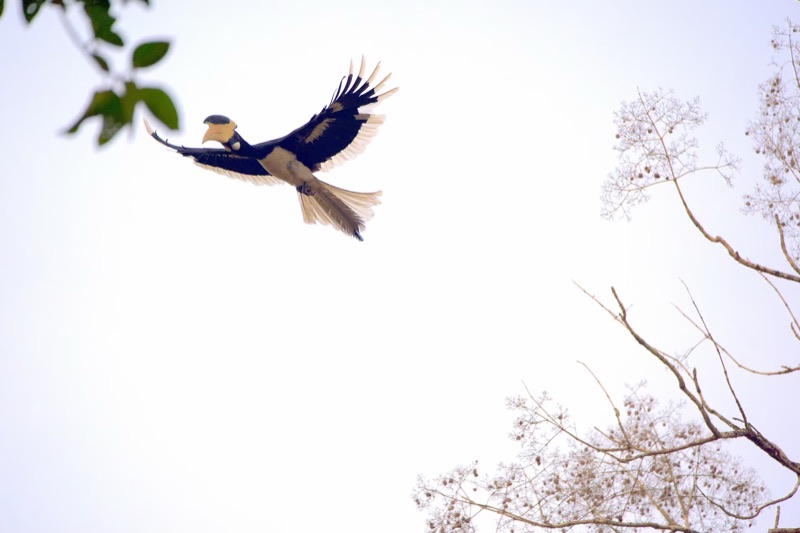 Malabar Pied-Hornbill