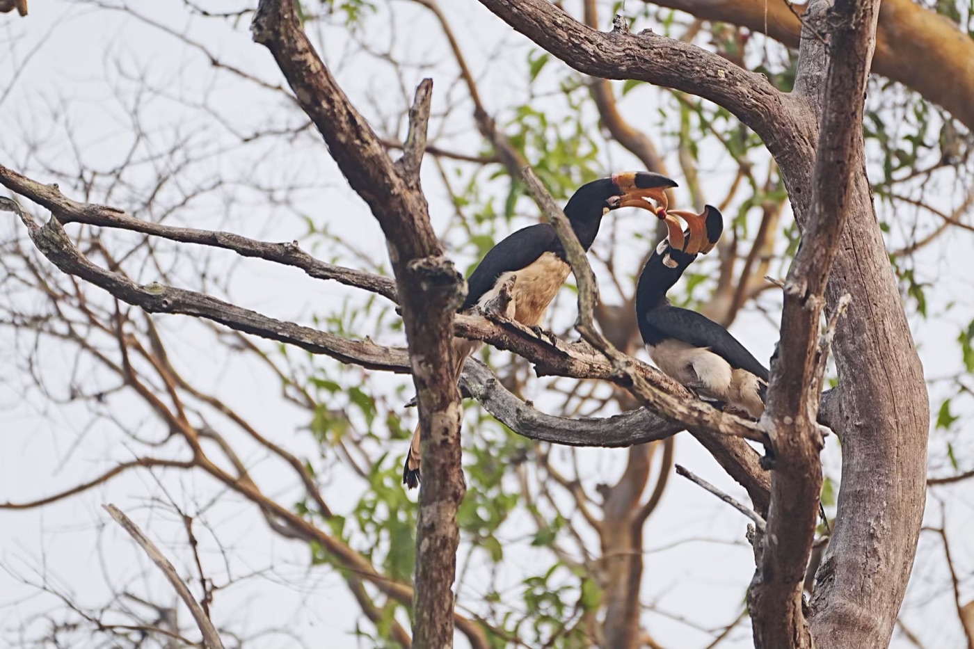 Malabar Pied-Hornbill, Dandeli, Karnataka