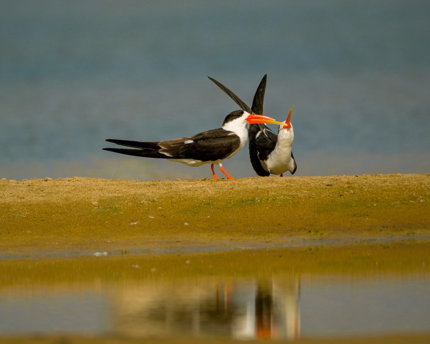 Indian Skimmer, Chambal, Rajasthan