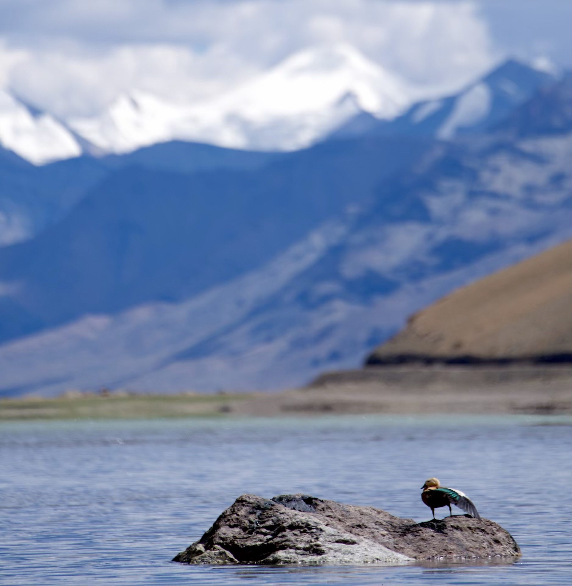 Ruddy Shelduck, Ladakh