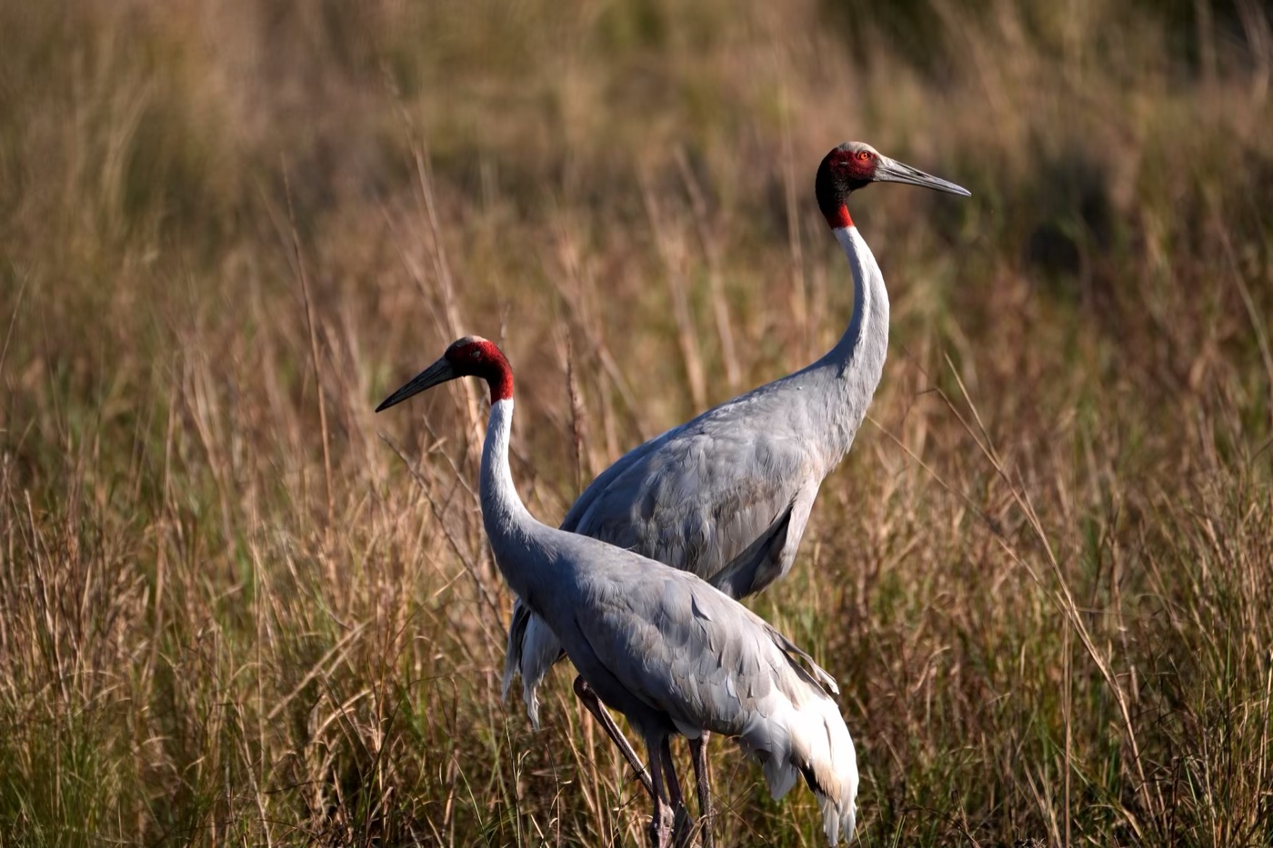 Sarus Crane, Bharatpur, Rajasthan