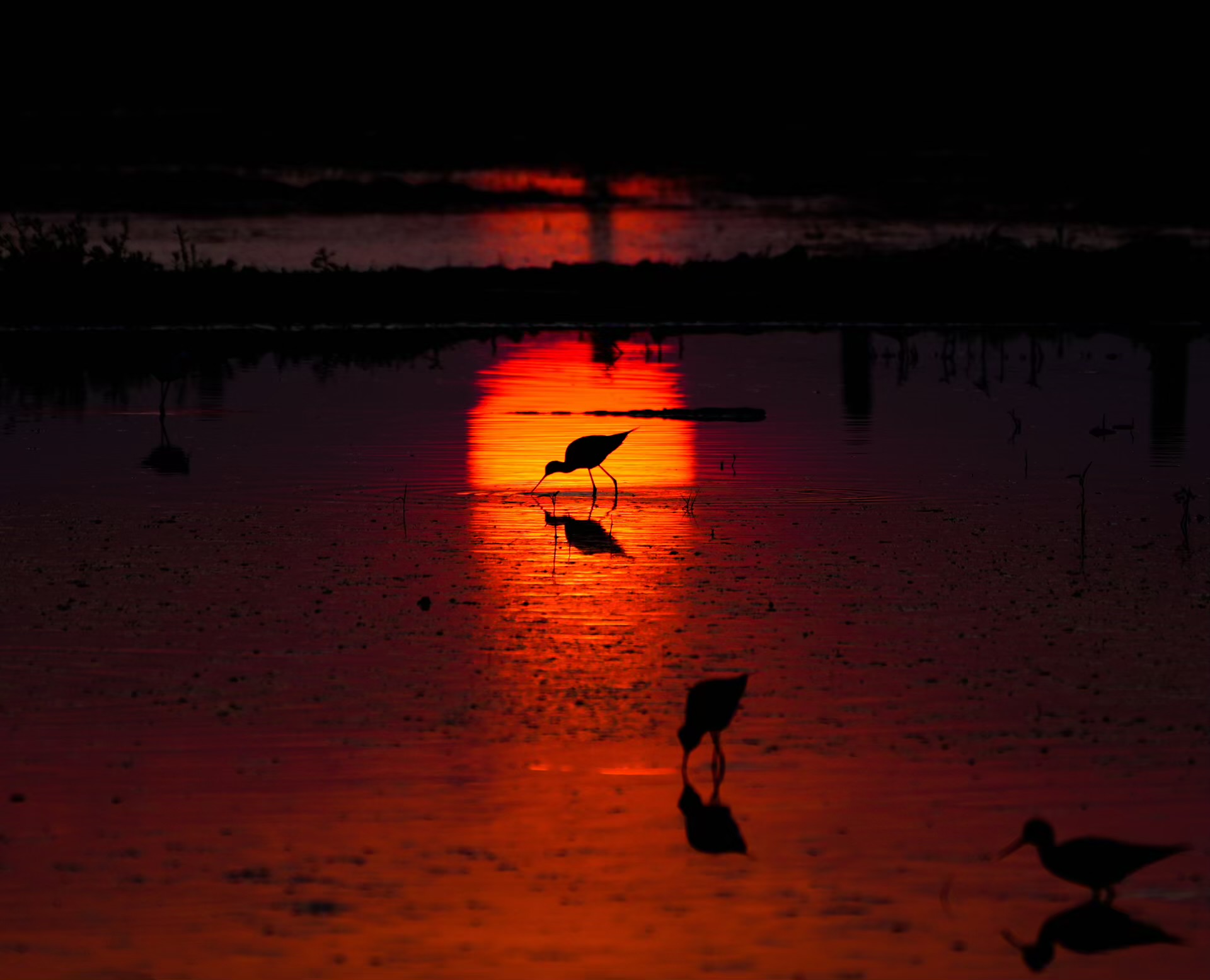 Sandpipers at sunset, Rajasthan