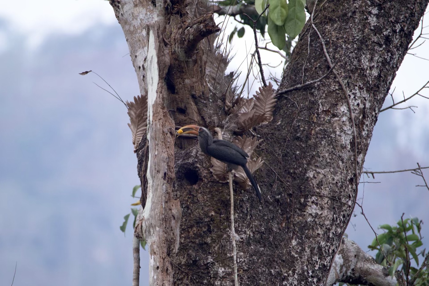 Malabar Gray Hornbill, Thattekad, Kerala
