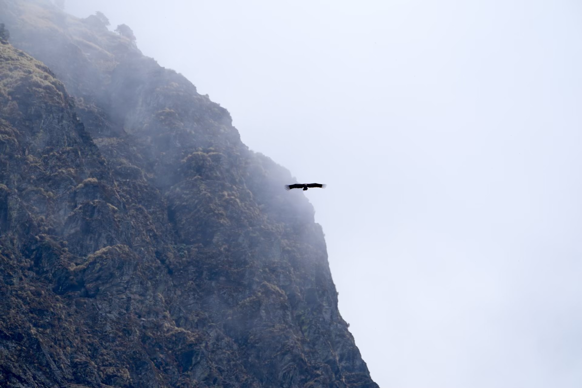 Himalayan Griffon, The Garhwal Himalayas
