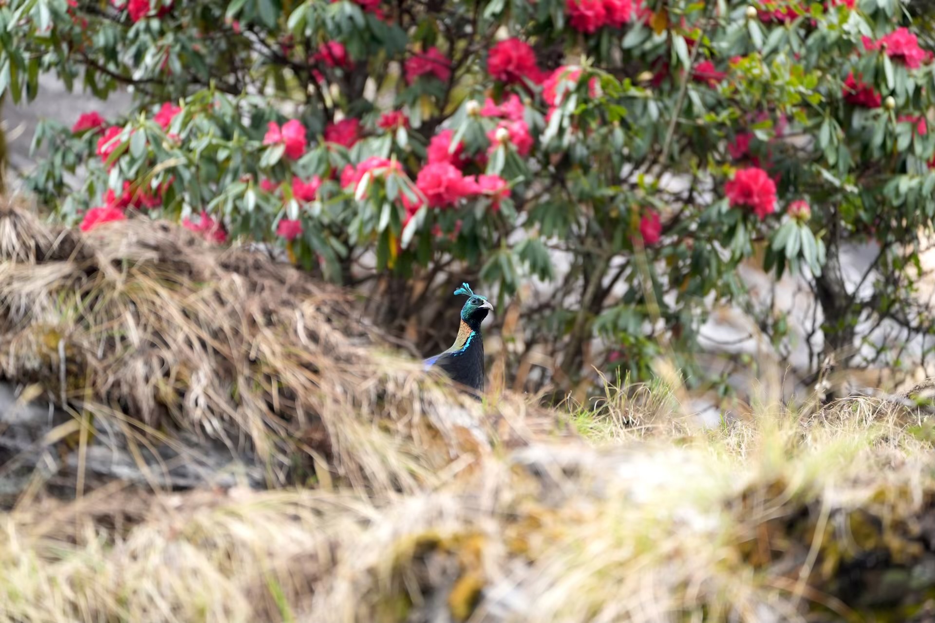 Himalayan Monal, The Garhwal Himalayas