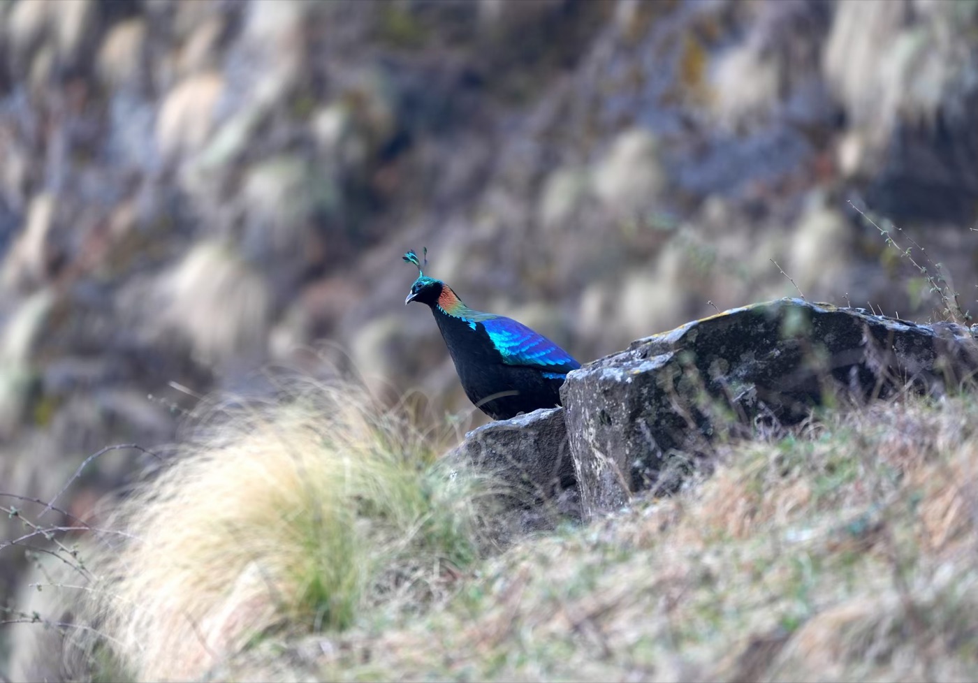 Himalayan Monal, The Garhwal Himalayas