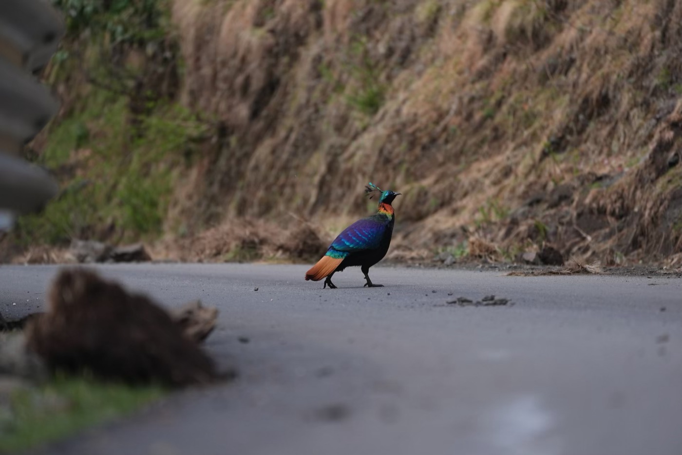 Himalayan Monal, The Garhwal Himalayas